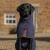 Petwear and Accessories